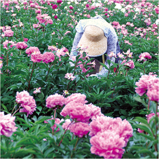 花は手摘みで収穫