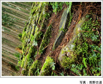 熊野古道